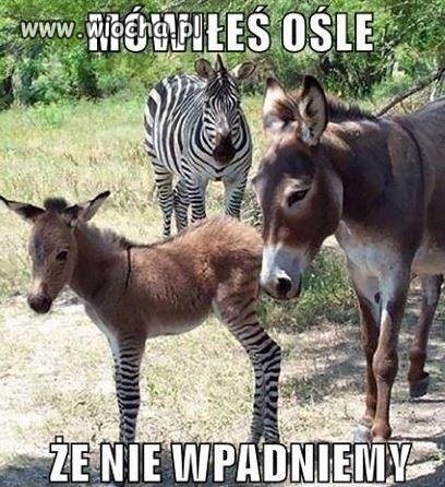Mówiłeś ośle...