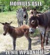 Mówiłeś ośle...