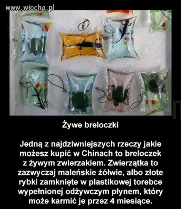 Wiocha dla 