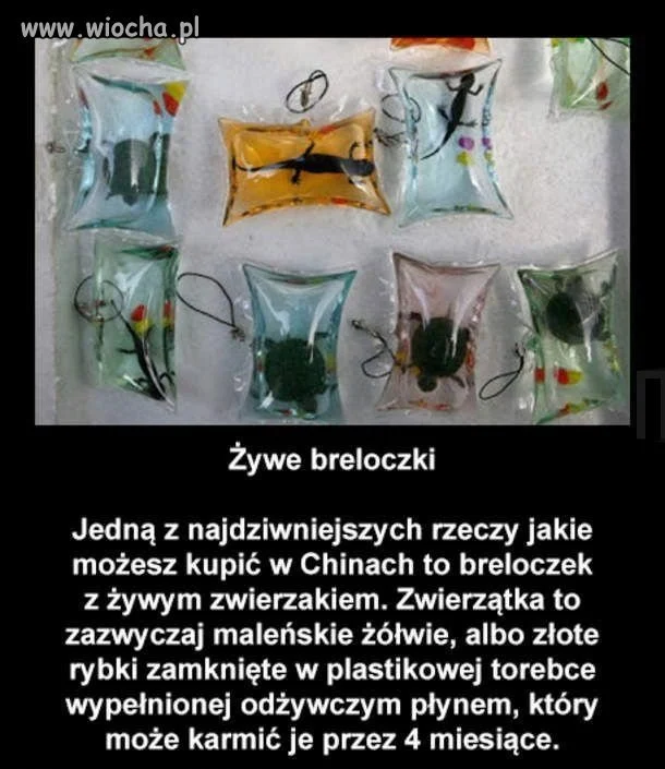 Wiocha dla 
