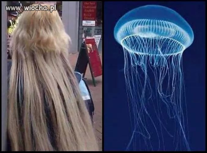 Meduzy