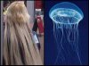 Meduzy