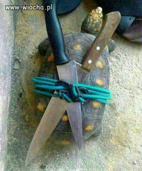 żółw ninja