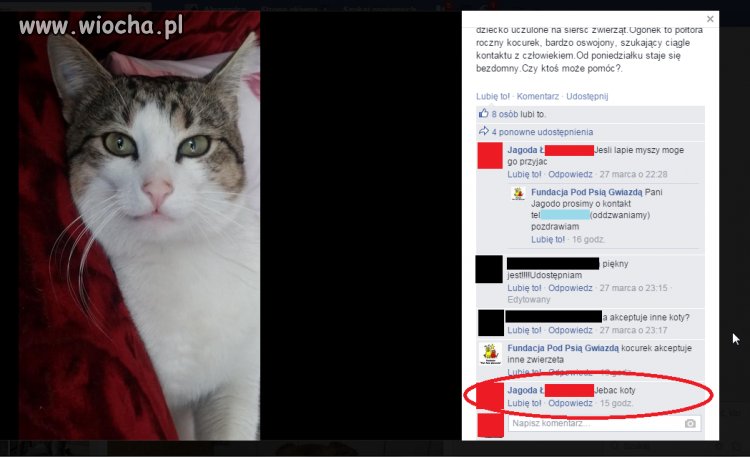 Kot szuka domu, więc po co ten komentarz?