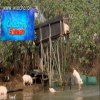 Celebrity splash