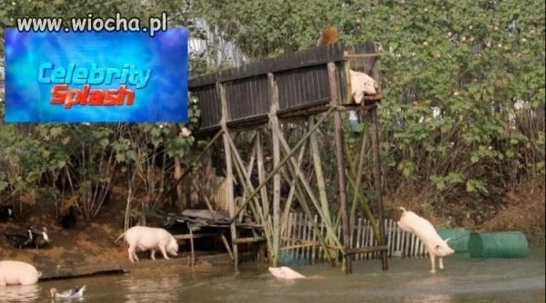 Celebrity splash