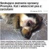 Działał na zlecenie