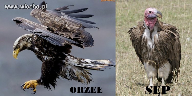 PO/PSL-eSBecja wmawia nam że nie ma różnicy.