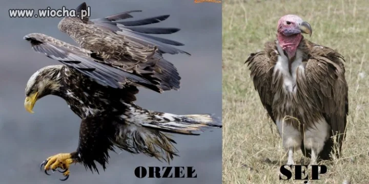 PO/PSL-eSBecja wmawia nam że nie ma różnicy.