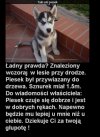 Znaleziony w lesie przy drodze