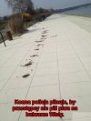 A po psie byłby mandacik lub upomnienie