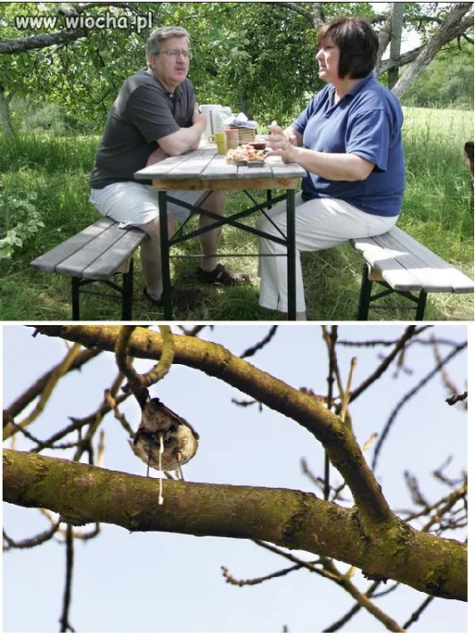 Śniadanie pod drzewem