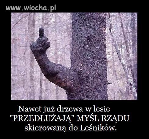 STOP prywatyzacji LASÓW PAŃSTWOWYCH