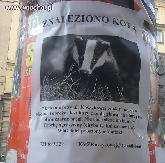 Znaleziono kota