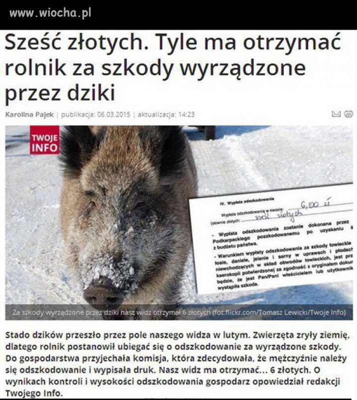 6 złotych