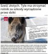 6 złotych