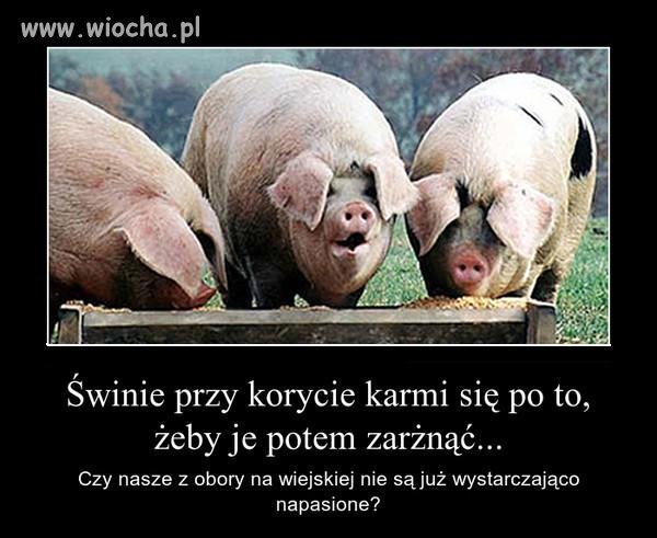 Świniki z Wiejskiej.