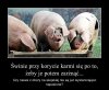 Świniki z Wiejskiej.