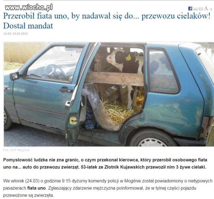 Przewoził cielaki 