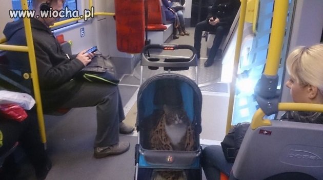 Biznes klasa w tramwaju