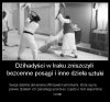 Hipokryzja ciapatych kretynów