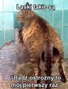Laski takie są