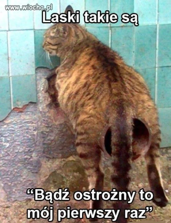 Laski takie są
