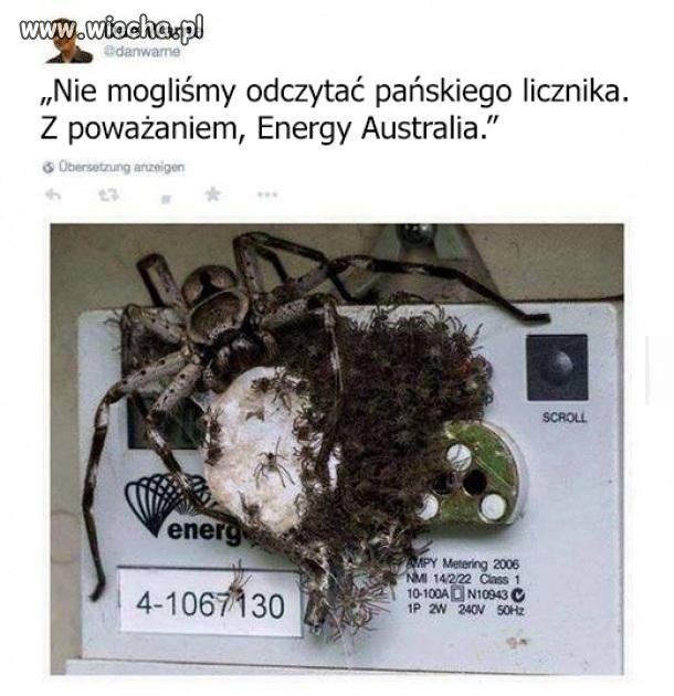 Licznik