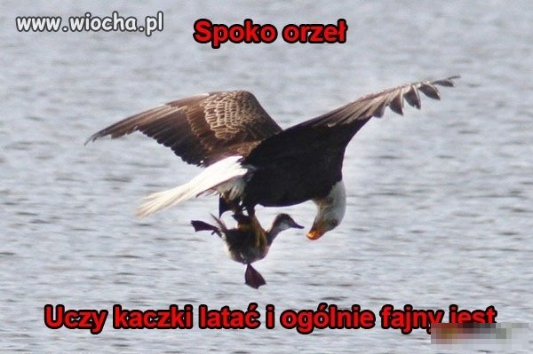 Naprawdę spoko orzeł