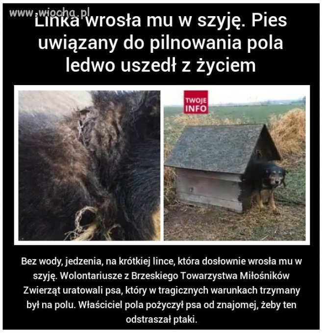 Człowiek gorszy od zwierzęcia