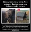 Człowiek gorszy od zwierzęcia