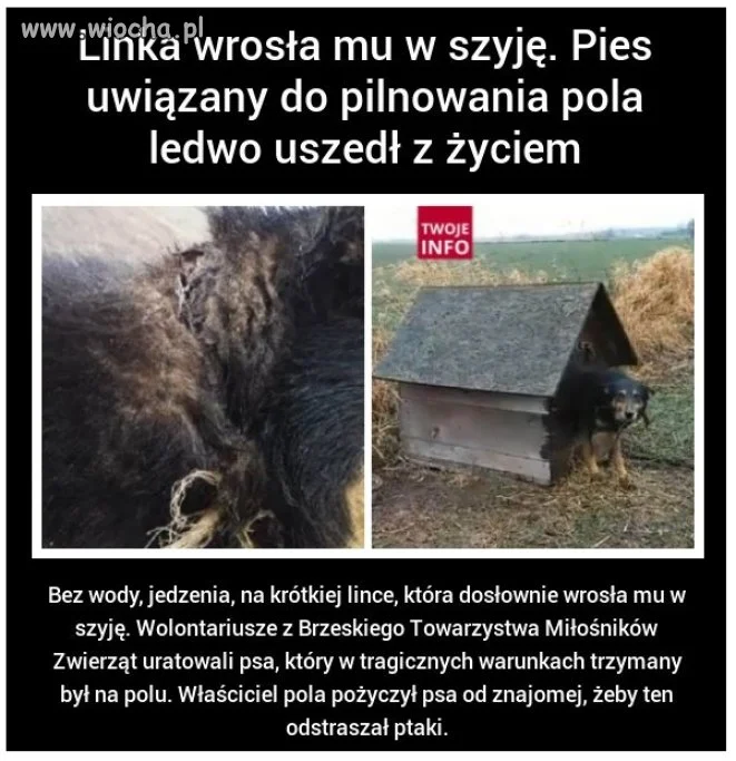 Człowiek gorszy od zwierzęcia
