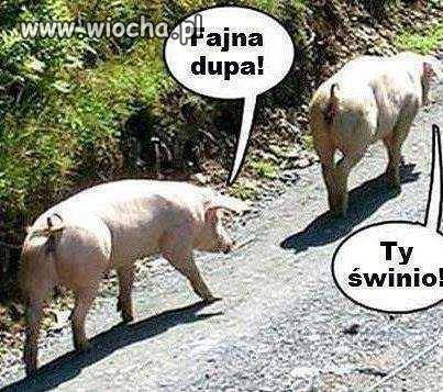 Fajna pupa