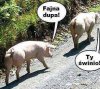 Fajna pupa
