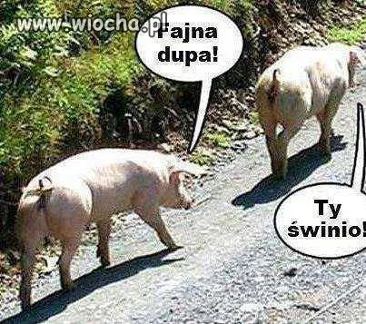 Fajna pupa