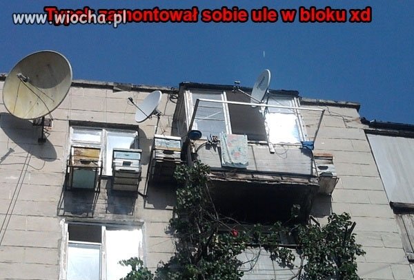 Zamontować sobie ule na bloku