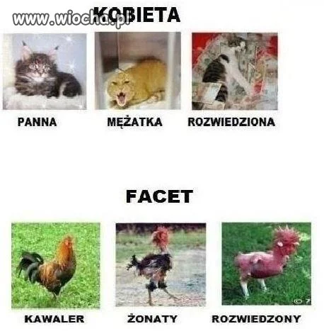 Kobieta vs facet