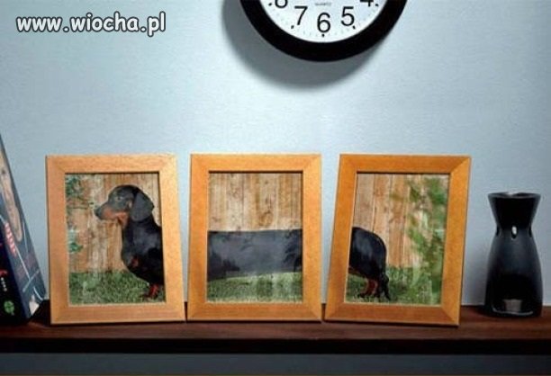 Jak to z jamnikami 