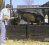 Koń.