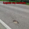 O lopata sie znalazla