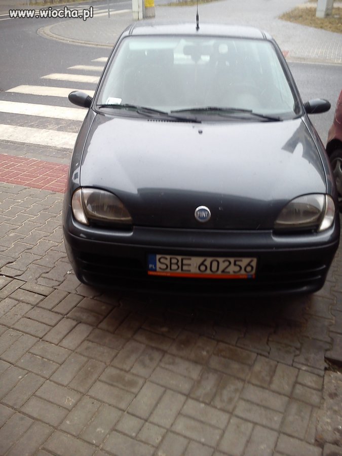 święte krowy