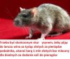 Mam typowy polski schizofreniczny dylemat - 