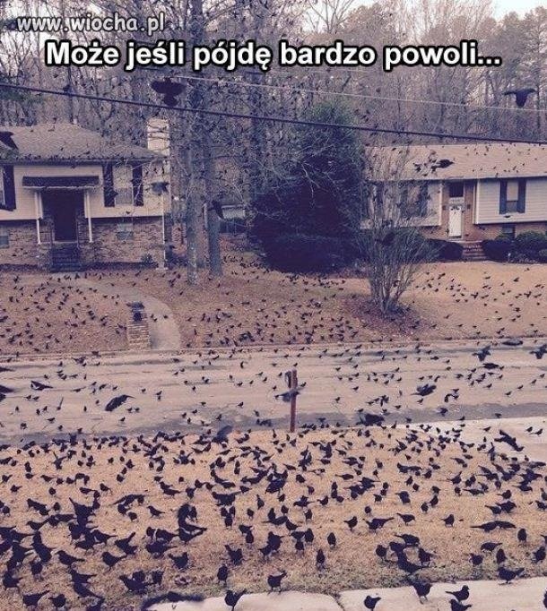 Hitchcock byłby dumny...