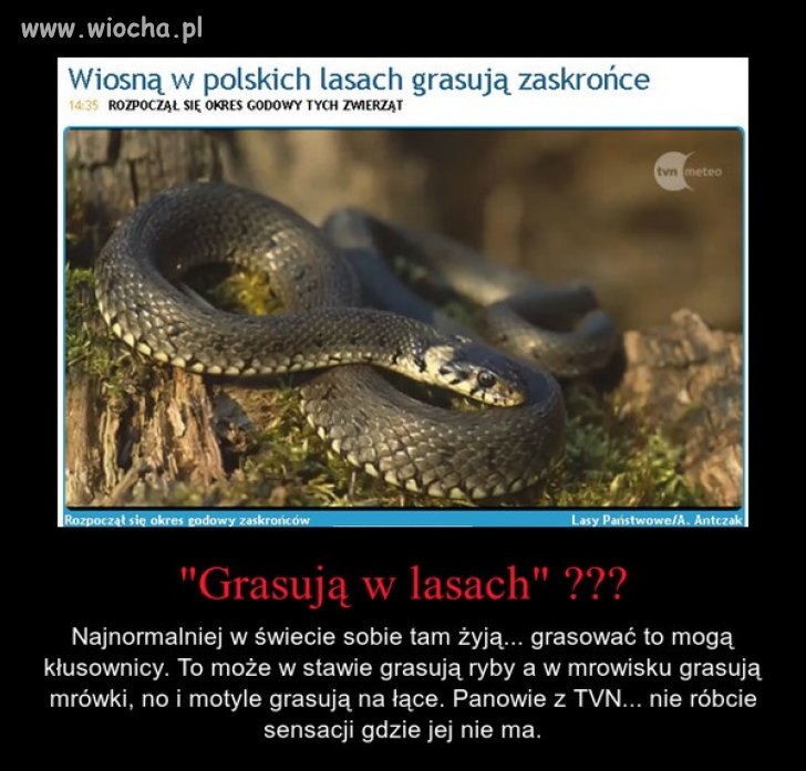Cały TVN