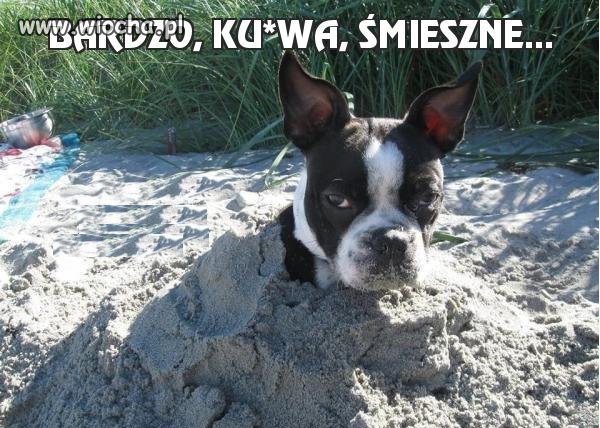 Mój pan to debil !!!