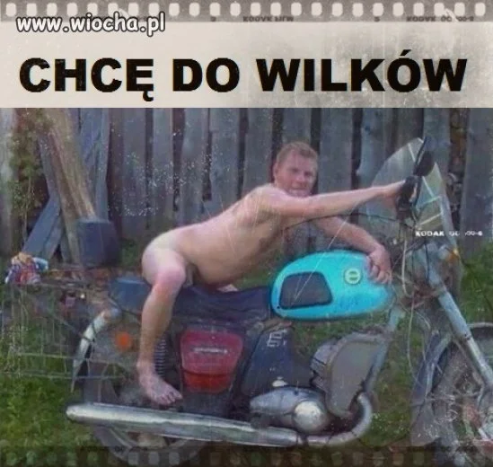 Przywódca stada