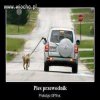 Szczyt lenistwa??