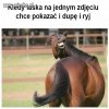 Laski takie są