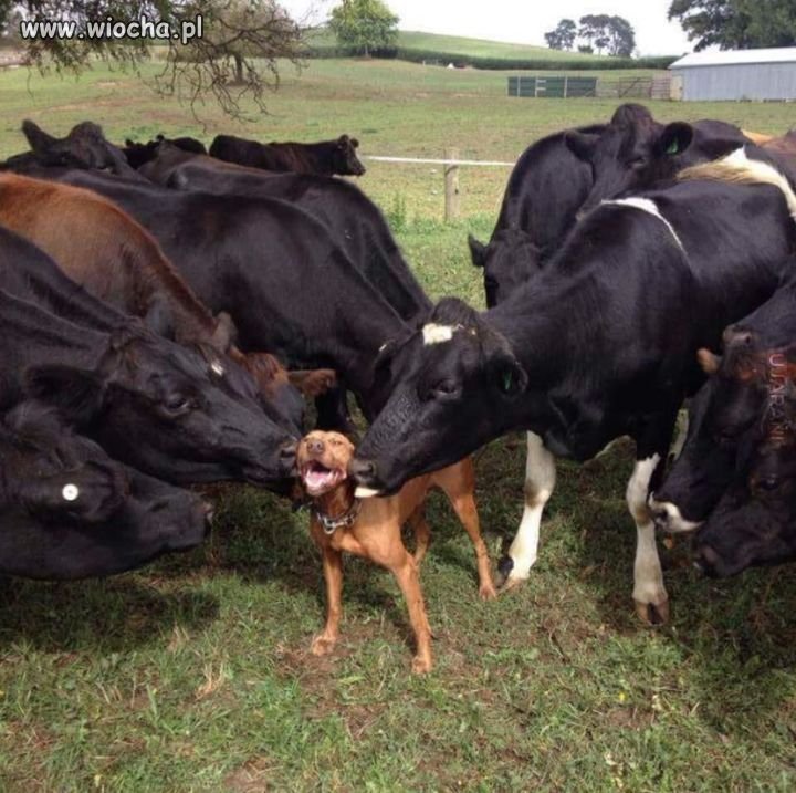 Przed wyborami...