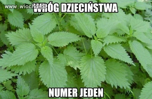 Wróg